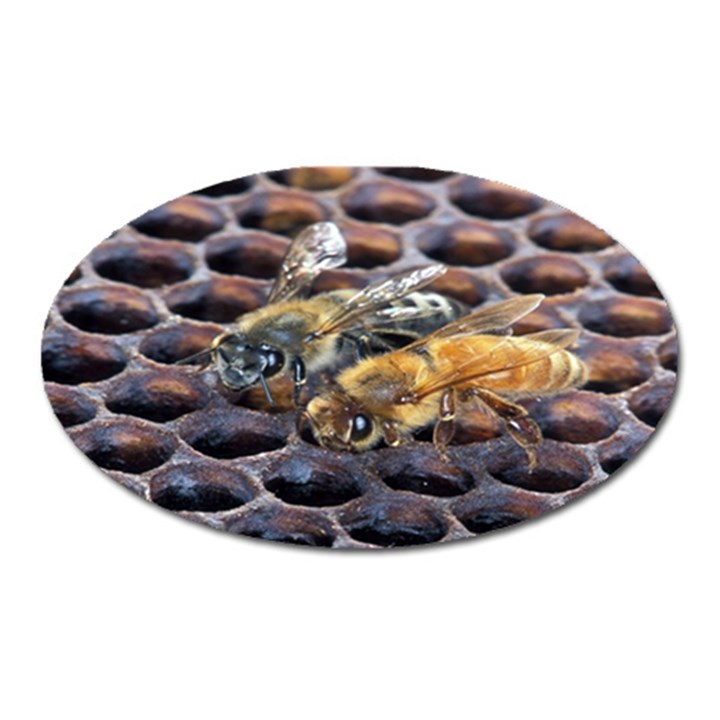 Worker Bees On Honeycomb Oval Magnet