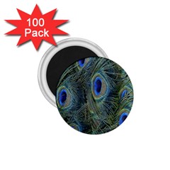 Peacock Feathers Blue Bird Nature 1 75  Magnets (100 Pack)  by Amaryn4rt