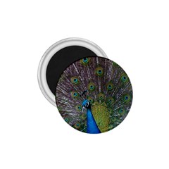 Peacock Feather Beat Rad Blue 1 75  Magnets by Amaryn4rt