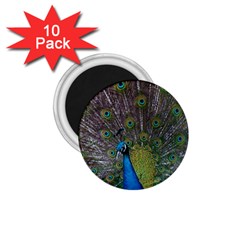 Peacock Feather Beat Rad Blue 1 75  Magnets (10 Pack)  by Amaryn4rt