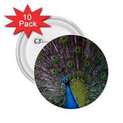 Peacock Feather Beat Rad Blue 2 25  Buttons (10 Pack)  by Amaryn4rt