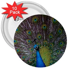 Peacock Feather Beat Rad Blue 3  Buttons (10 Pack)  by Amaryn4rt