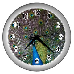 Peacock Feather Beat Rad Blue Wall Clocks (silver)  by Amaryn4rt