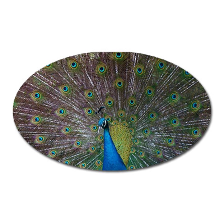 Peacock Feather Beat Rad Blue Oval Magnet