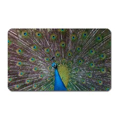 Peacock Feather Beat Rad Blue Magnet (rectangular) by Amaryn4rt