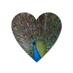 Peacock Feather Beat Rad Blue Heart Magnet by Amaryn4rt