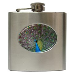 Peacock Feather Beat Rad Blue Hip Flask (6 Oz) by Amaryn4rt