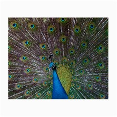 Peacock Feather Beat Rad Blue Small Glasses Cloth by Amaryn4rt