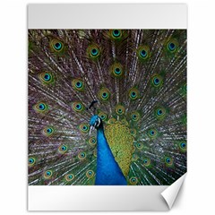 Peacock Feather Beat Rad Blue Canvas 12  X 16   by Amaryn4rt