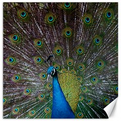 Peacock Feather Beat Rad Blue Canvas 20  X 20   by Amaryn4rt