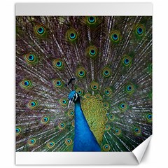 Peacock Feather Beat Rad Blue Canvas 20  X 24   by Amaryn4rt