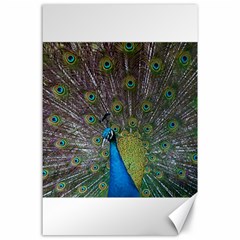 Peacock Feather Beat Rad Blue Canvas 24  X 36  by Amaryn4rt