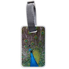 Peacock Feather Beat Rad Blue Luggage Tags (one Side)  by Amaryn4rt