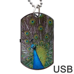 Peacock Feather Beat Rad Blue Dog Tag Usb Flash (one Side) by Amaryn4rt