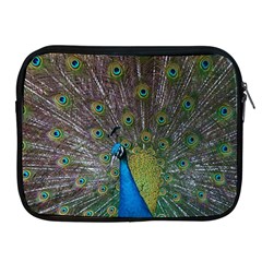 Peacock Feather Beat Rad Blue Apple Ipad 2/3/4 Zipper Cases by Amaryn4rt