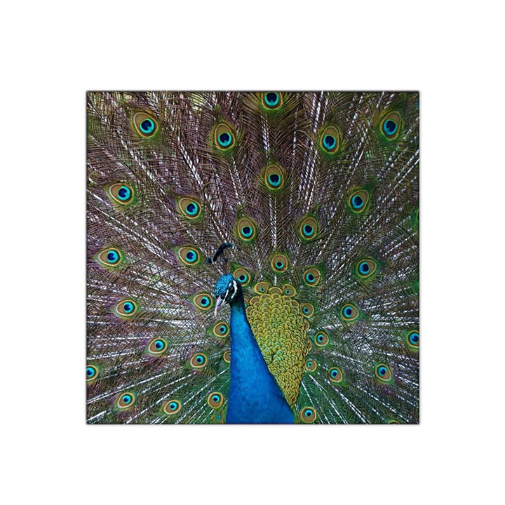 Peacock Feather Beat Rad Blue Satin Bandana Scarf