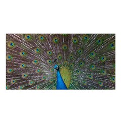 Peacock Feather Beat Rad Blue Satin Shawl by Amaryn4rt