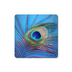 Peacock Feather Blue Green Bright Square Magnet