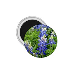 Blue Bonnets 1 75  Magnets by CreatedByMeVictoriaB