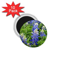 Blue Bonnets 1 75  Magnets (10 Pack)  by CreatedByMeVictoriaB