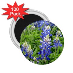 Blue Bonnets 2 25  Magnets (100 Pack)  by CreatedByMeVictoriaB