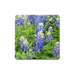 Blue Bonnets Square Magnet by CreatedByMeVictoriaB