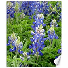 Blue Bonnets Canvas 8  X 10 