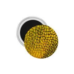 Jack Shell Jack Fruit Close 1 75  Magnets by Amaryn4rt