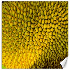 Jack Shell Jack Fruit Close Canvas 16  X 16   by Amaryn4rt