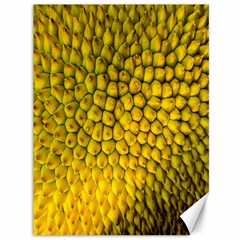 Jack Shell Jack Fruit Close Canvas 36  X 48  