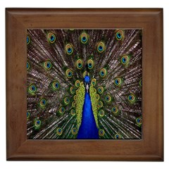 Bird Peacock Display Full Elegant Plumage Framed Tiles by Amaryn4rt