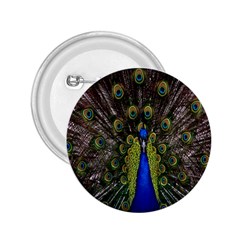 Bird Peacock Display Full Elegant Plumage 2 25  Buttons