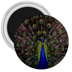 Bird Peacock Display Full Elegant Plumage 3  Magnets by Amaryn4rt