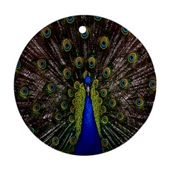 Bird Peacock Display Full Elegant Plumage Ornament (round) by Amaryn4rt