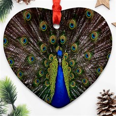 Bird Peacock Display Full Elegant Plumage Ornament (heart) by Amaryn4rt