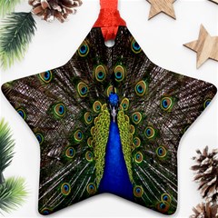 Bird Peacock Display Full Elegant Plumage Ornament (star) by Amaryn4rt