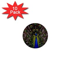 Bird Peacock Display Full Elegant Plumage 1  Mini Buttons (10 Pack)  by Amaryn4rt