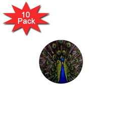 Bird Peacock Display Full Elegant Plumage 1  Mini Magnet (10 Pack)  by Amaryn4rt