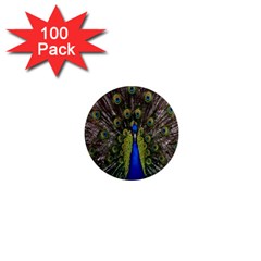 Bird Peacock Display Full Elegant Plumage 1  Mini Magnets (100 Pack)  by Amaryn4rt