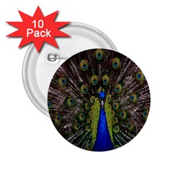 Bird Peacock Display Full Elegant Plumage 2 25  Buttons (10 Pack)  by Amaryn4rt