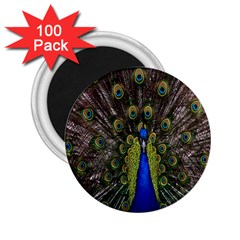 Bird Peacock Display Full Elegant Plumage 2 25  Magnets (100 Pack)  by Amaryn4rt