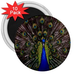 Bird Peacock Display Full Elegant Plumage 3  Magnets (10 Pack)  by Amaryn4rt