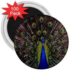 Bird Peacock Display Full Elegant Plumage 3  Magnets (100 Pack) by Amaryn4rt