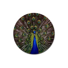 Bird Peacock Display Full Elegant Plumage Magnet 3  (round) by Amaryn4rt