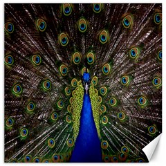 Bird Peacock Display Full Elegant Plumage Canvas 20  X 20   by Amaryn4rt