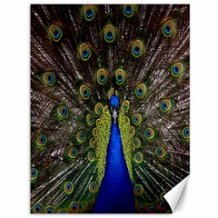 Bird Peacock Display Full Elegant Plumage Canvas 36  X 48   by Amaryn4rt