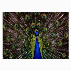 Bird Peacock Display Full Elegant Plumage Large Glasses Cloth by Amaryn4rt