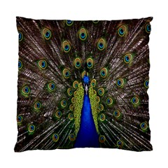 Bird Peacock Display Full Elegant Plumage Standard Cushion Case (one Side) by Amaryn4rt