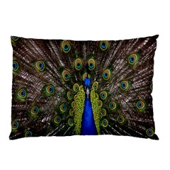 Bird Peacock Display Full Elegant Plumage Pillow Case by Amaryn4rt