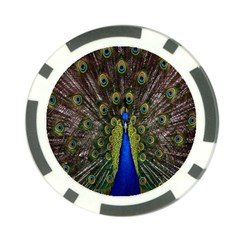 Bird Peacock Display Full Elegant Plumage Poker Chip Card Guard (10 Pack) by Amaryn4rt